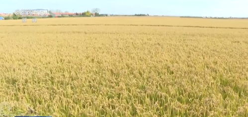 我國農(nóng)業(yè)保險(xiǎn)規(guī)模躍居全球前列，承保品種突破500個(gè)助力農(nóng)業(yè)穩(wěn)健發(fā)展