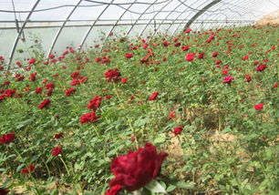 秦椒秦醬秦火鍋，爽口爽心竹園村——竹園村水產(chǎn)養(yǎng)殖與火鍋美食的完美結(jié)合