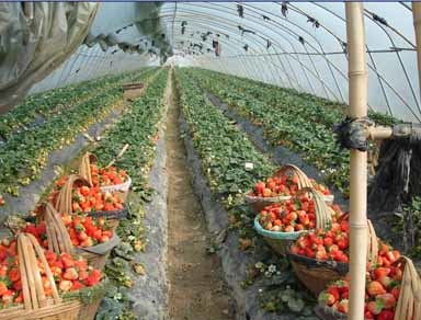 左店鄉(xiāng)水產(chǎn)養(yǎng)殖的發(fā)展與前景