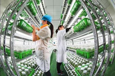 漫談｜各司其職完善產(chǎn)業(yè)鏈，讓農(nóng)民種上放心田——水產(chǎn)養(yǎng)殖篇