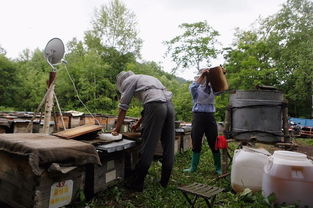 電商扶貧 京東如何撬動饒河黑蜂蜂蜜產業，賦能農產品上行
