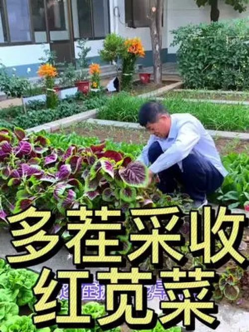 多茬采收的莧菜 優質農產品種植正當時，助力鄉村振興
