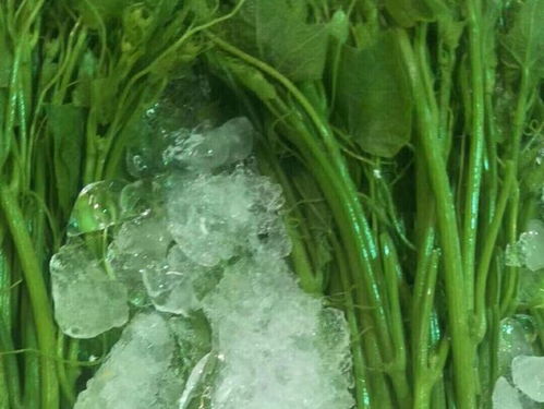 廣東云浮新建萬(wàn)噸冷鏈物流基地，助力農(nóng)產(chǎn)品保鮮與水產(chǎn)養(yǎng)殖升級(jí)